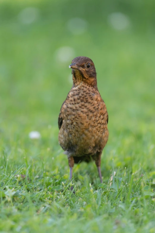 a brown bird with a lot of feathers sitting in grass