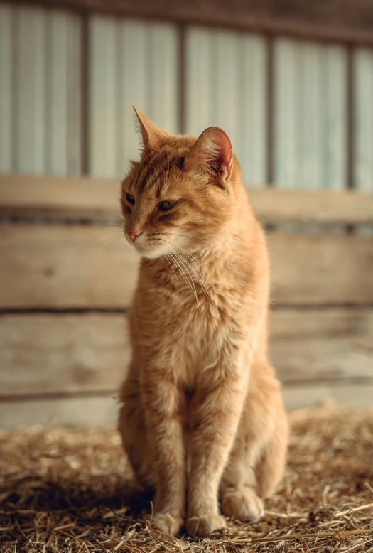 an orange cat sitting on top of hay and looking off into the distance