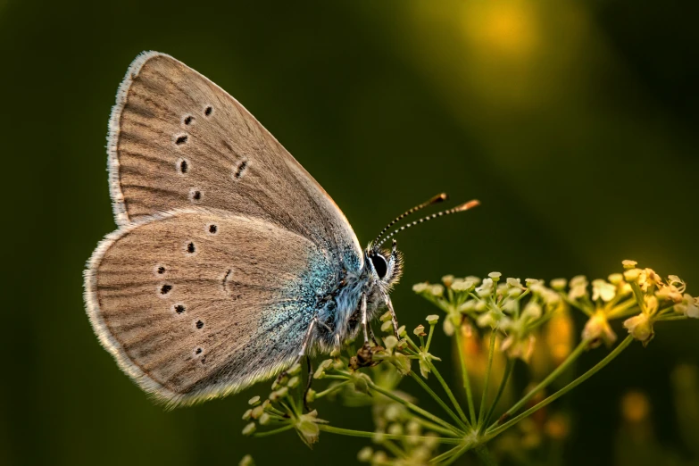 a erfly that is sitting on a flower