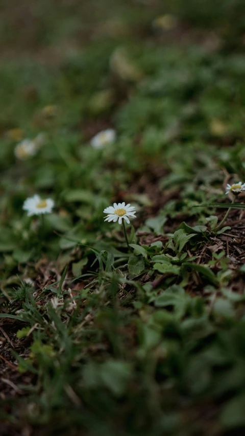 some tiny white flowers are standing in the grass