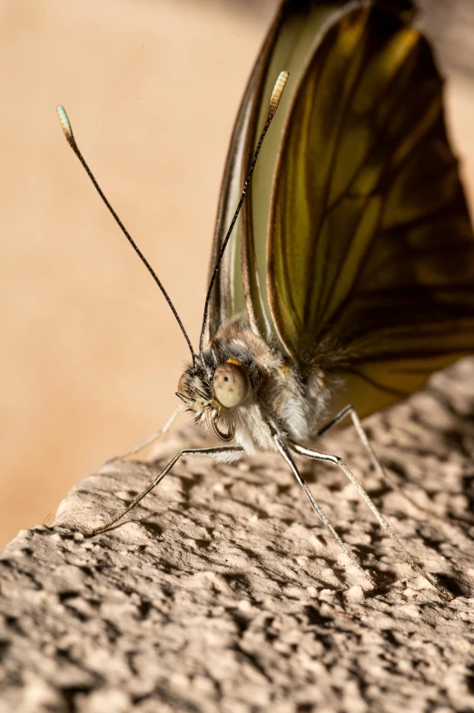 the erfly has brown wings and it's wings are open