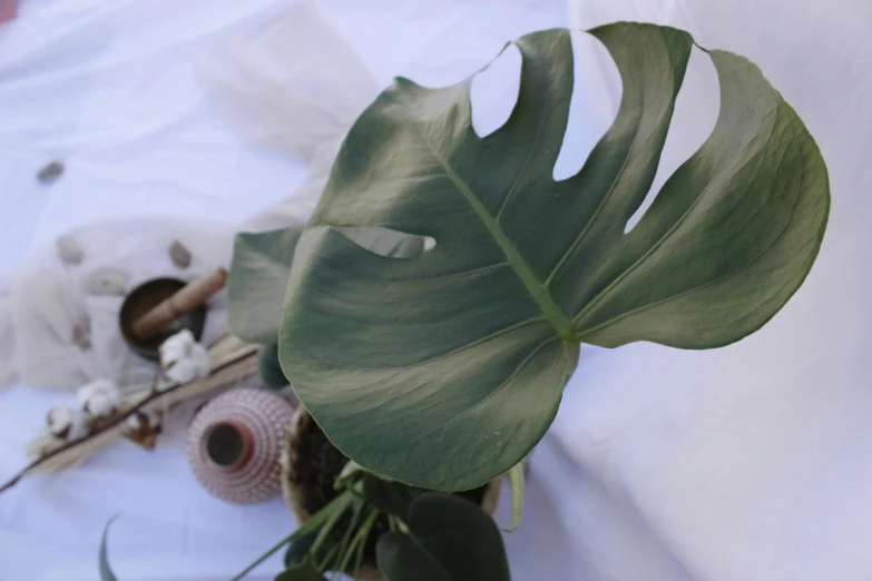 a green leaf and several tools are on a table