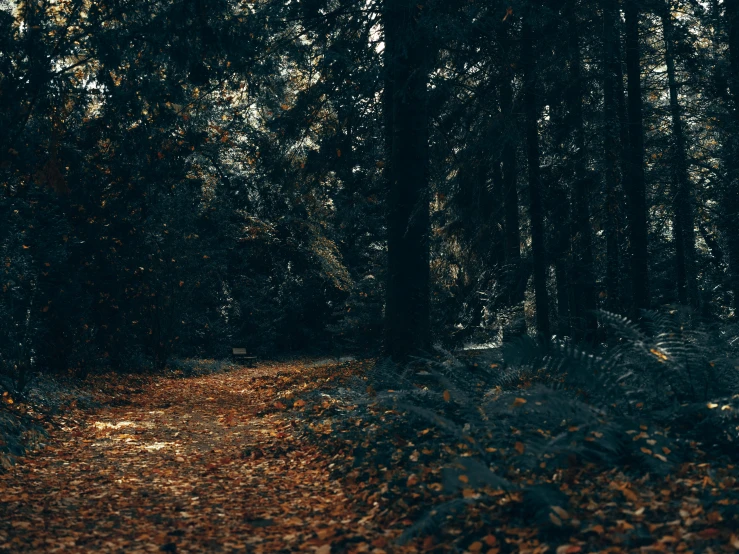 a trail in the woods surrounded by trees and leaves