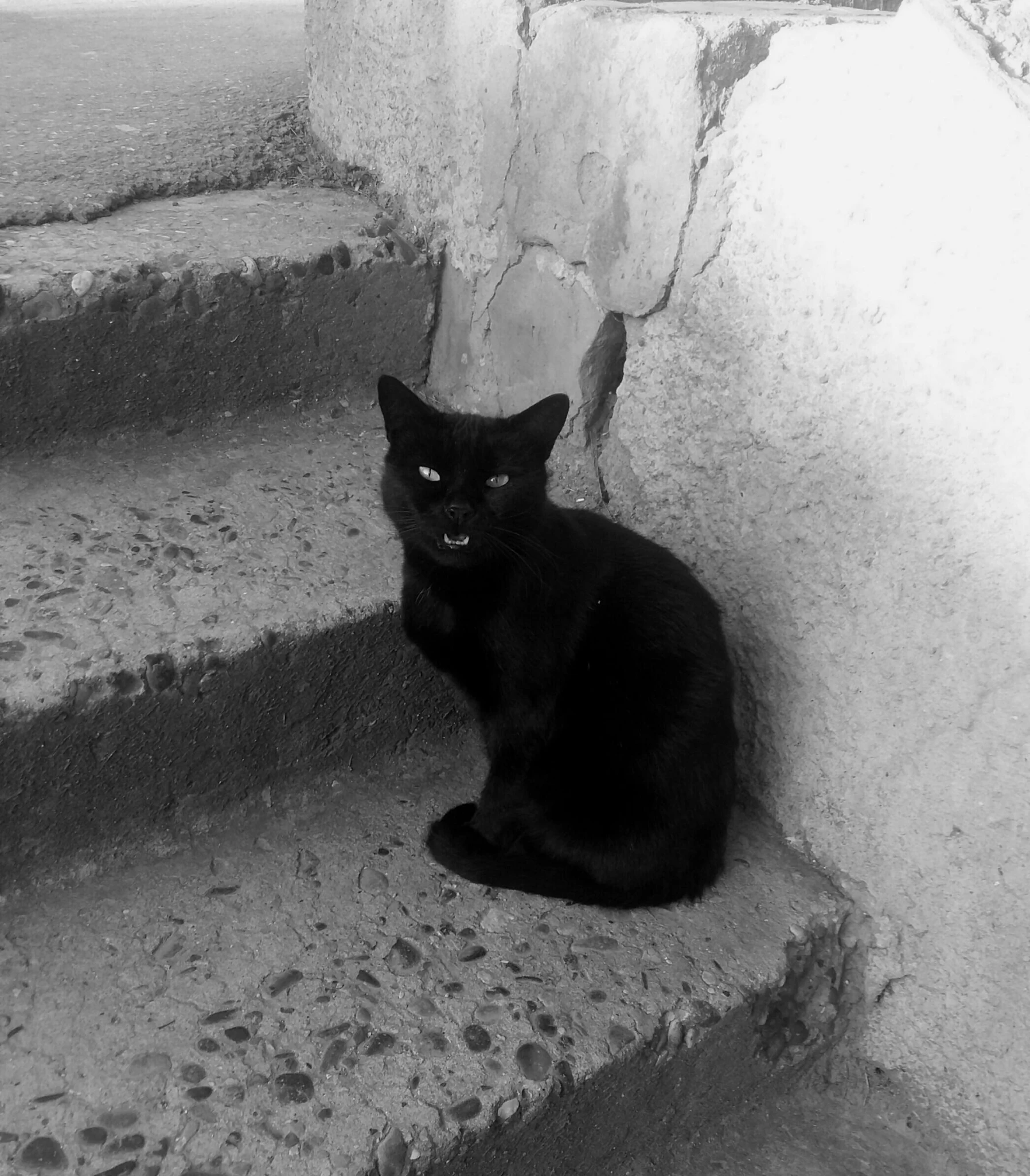 a cat sitting on some concrete stairs with its head turned slightly away