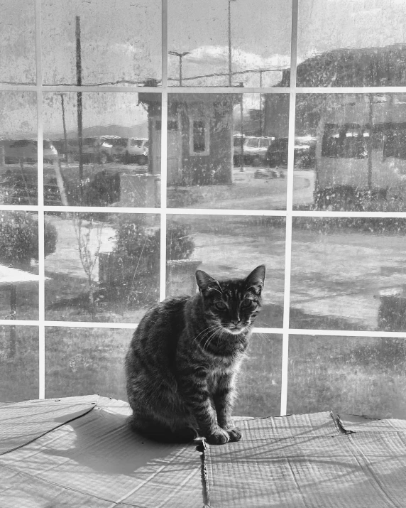 black and white image of a cat looking out the window