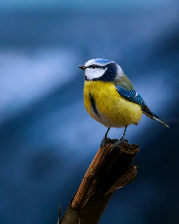 a small bird sits on a nch by the water