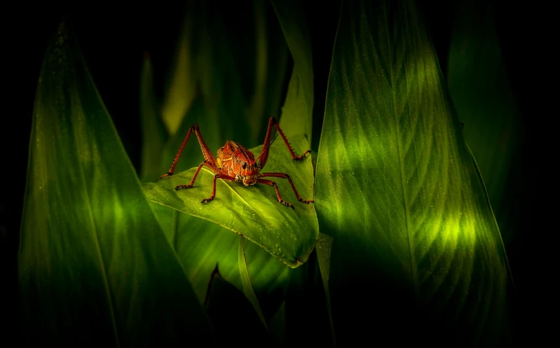 a spider is sitting on the tip of a plant