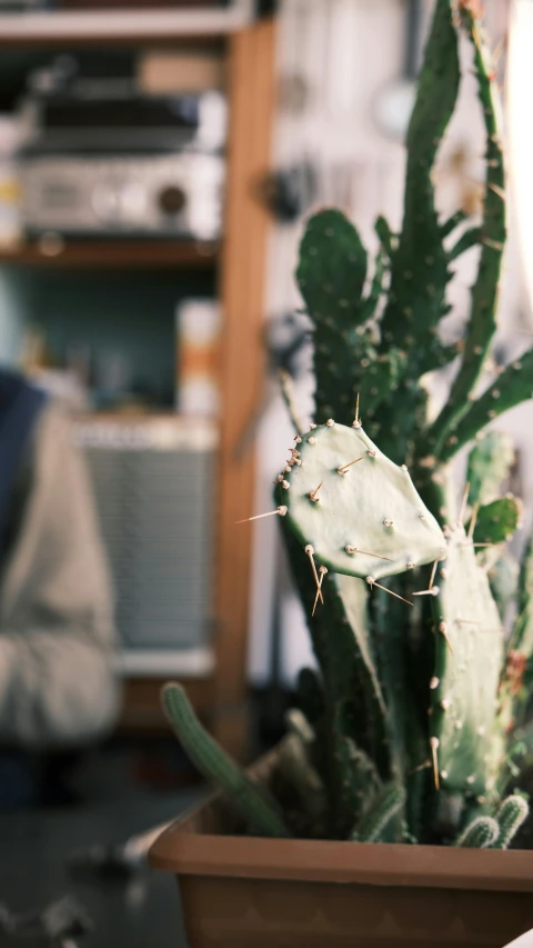 a plant sitting on the side of a table