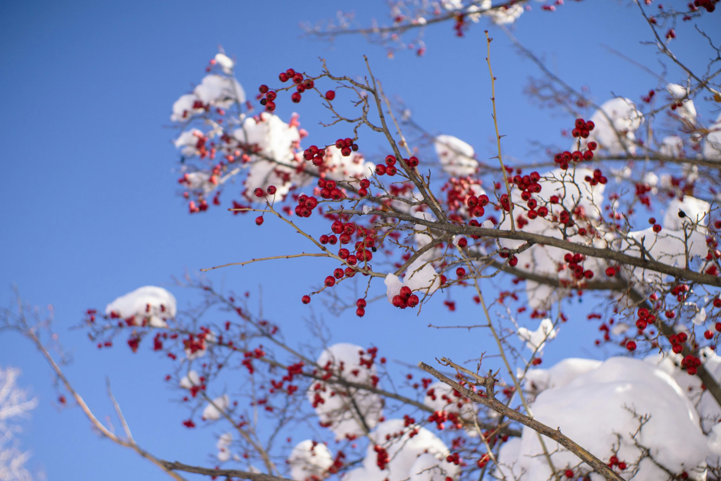 red berries on a tree during winter against a blue sky