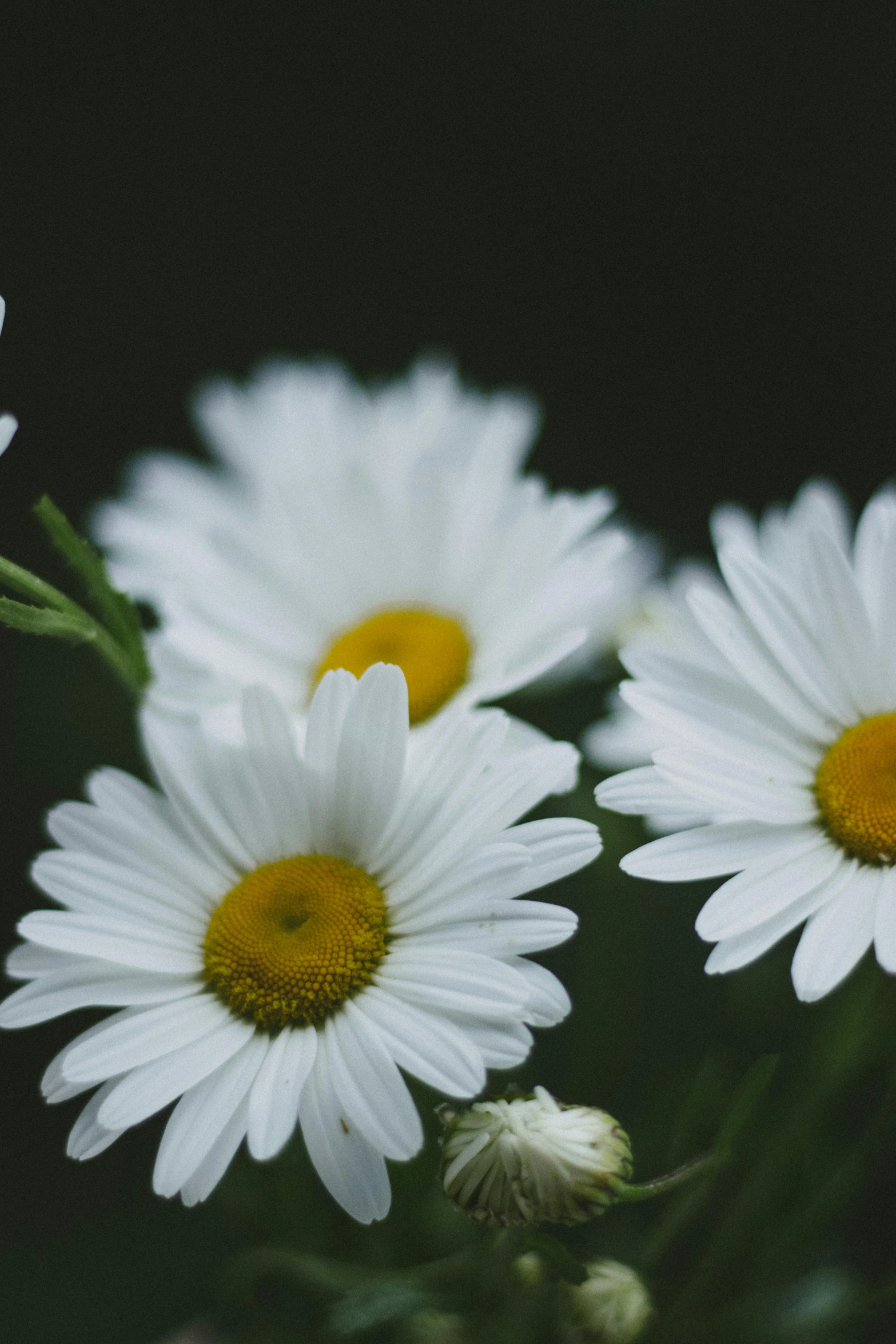 white daisies grow next to each other