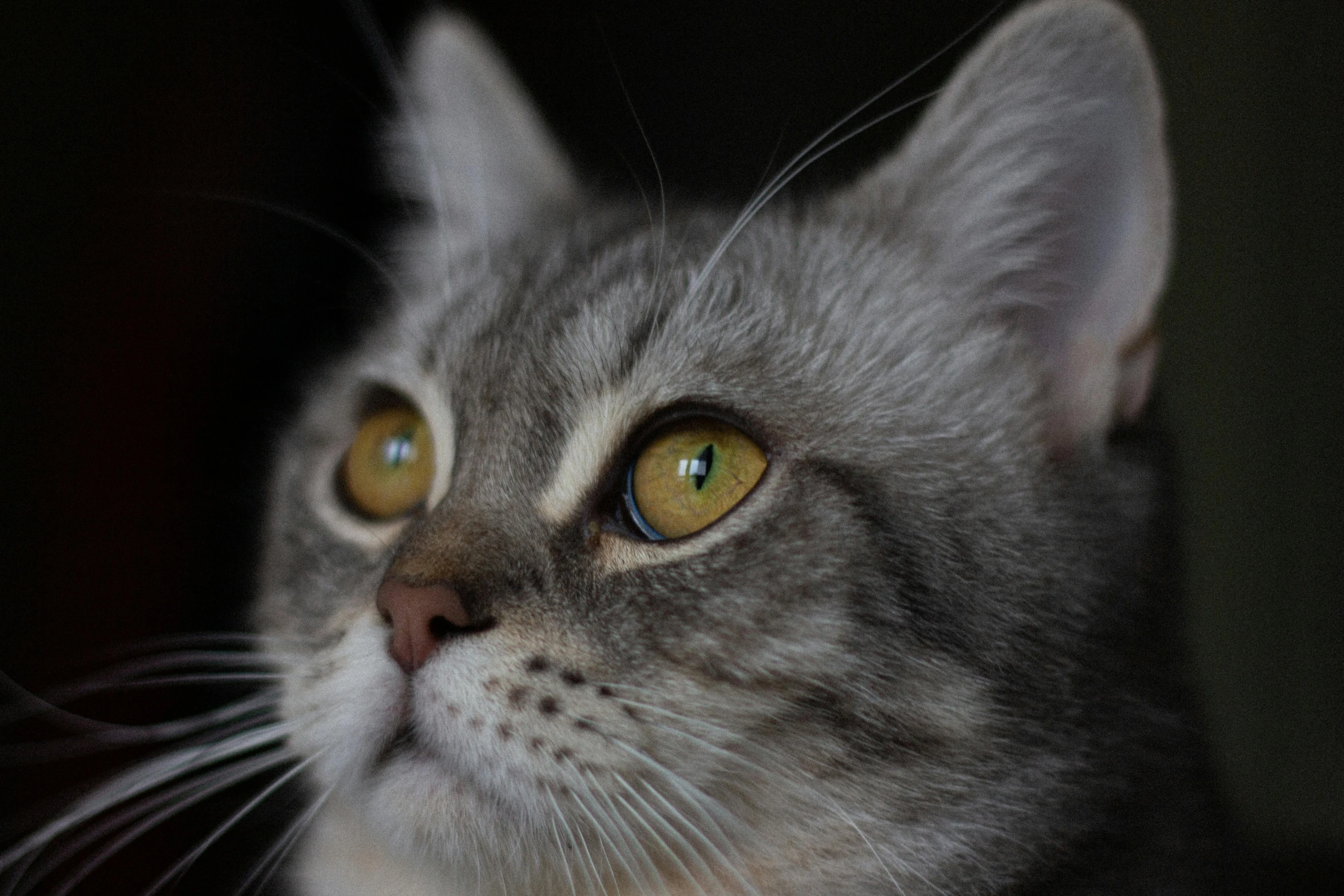 a close up of a cat with yellow eyes