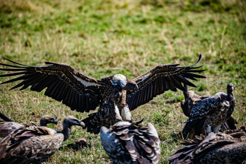 birds with spread wings sitting in grass near each other