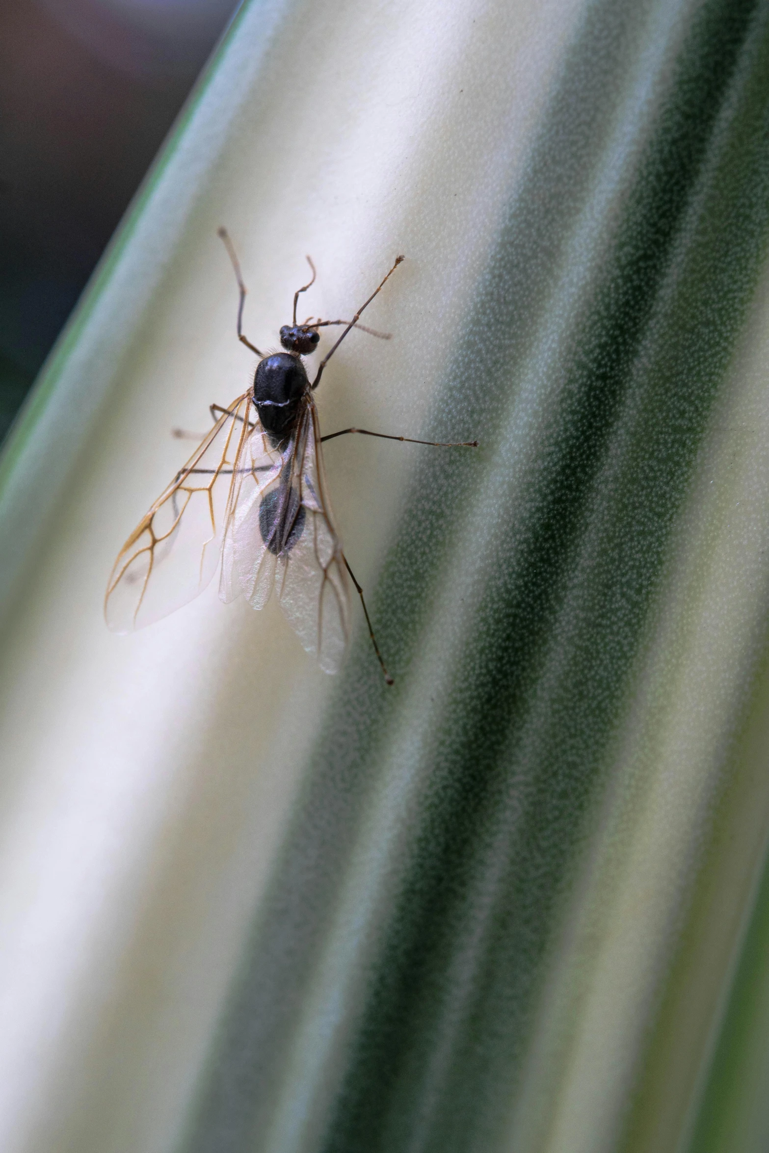 a flies head with two eyes standing on a silk surface