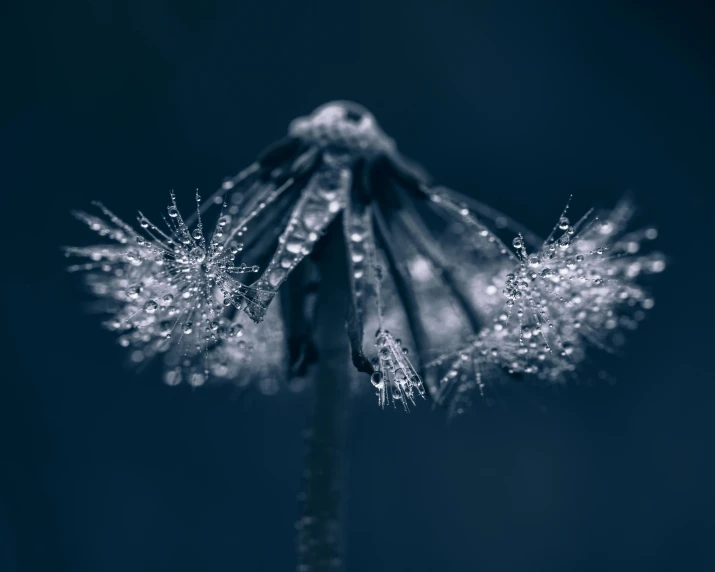 the flowers have very large, slender petals