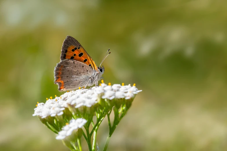 an orange and black erfly standing on a flower