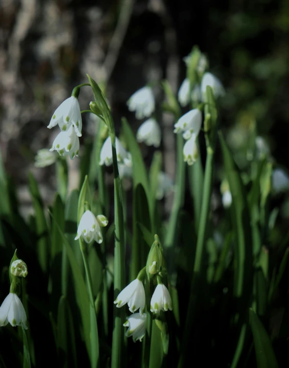 the small white flowers are growing in the wild