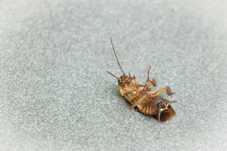 a insect on a surface in the sun