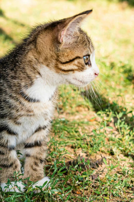 a kitten on some grass staring around