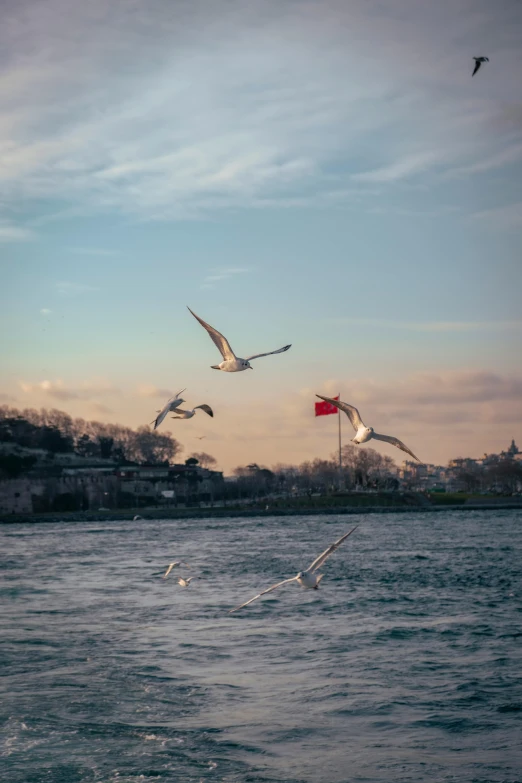 three seagulls flying over water near a river