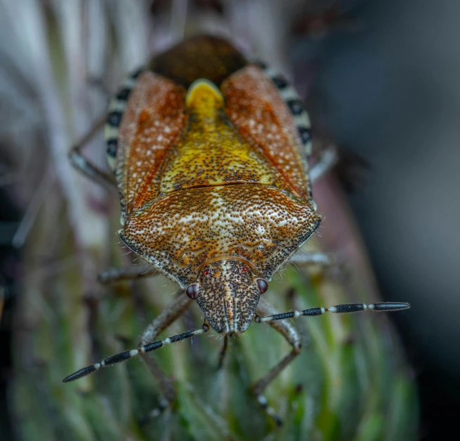 two very colorful bugs standing on a plant