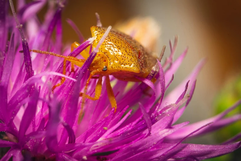 a bug sits on the tip of a purple flower