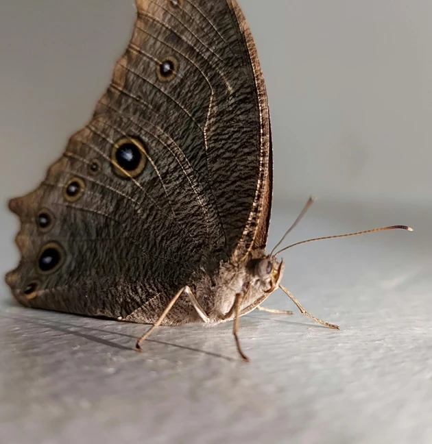 a brown and black erfly on top of a table