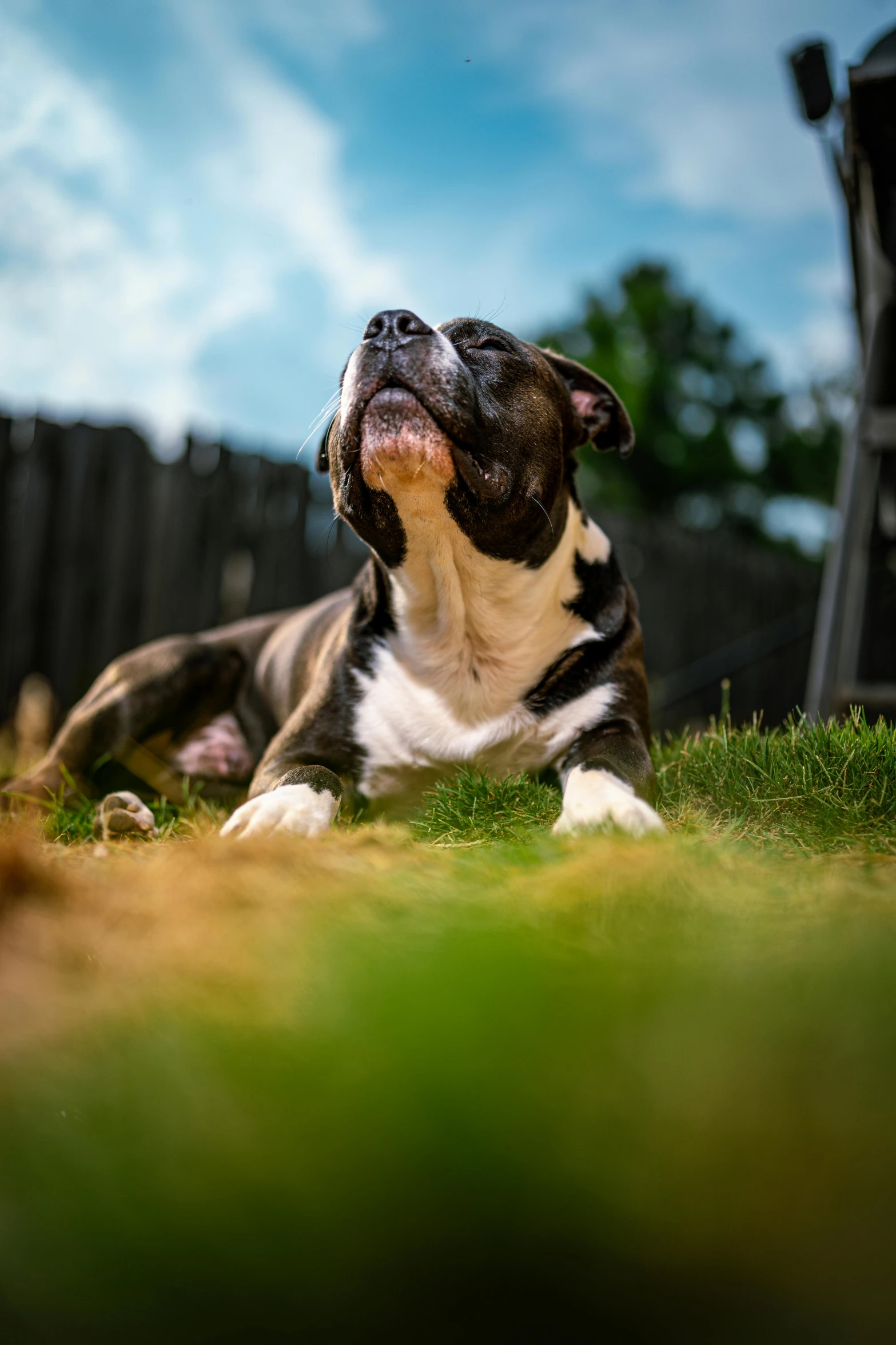 a black and white dog lying on top of green grass