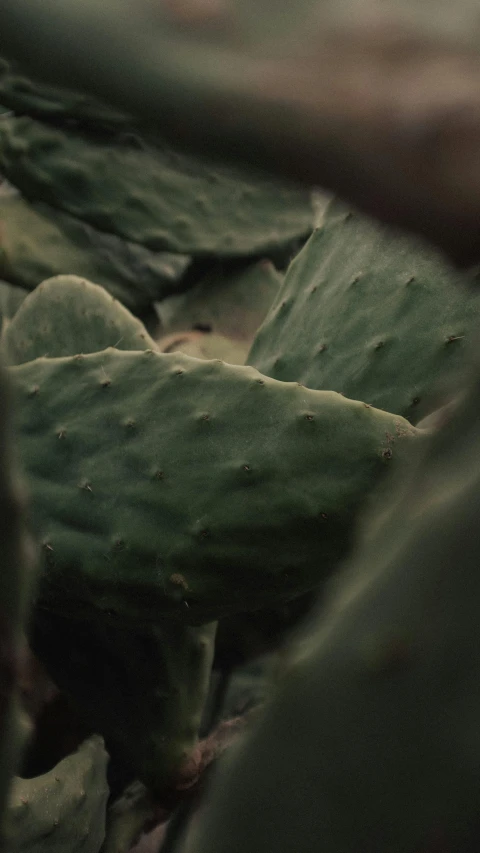 a cactus in an arid area in a po