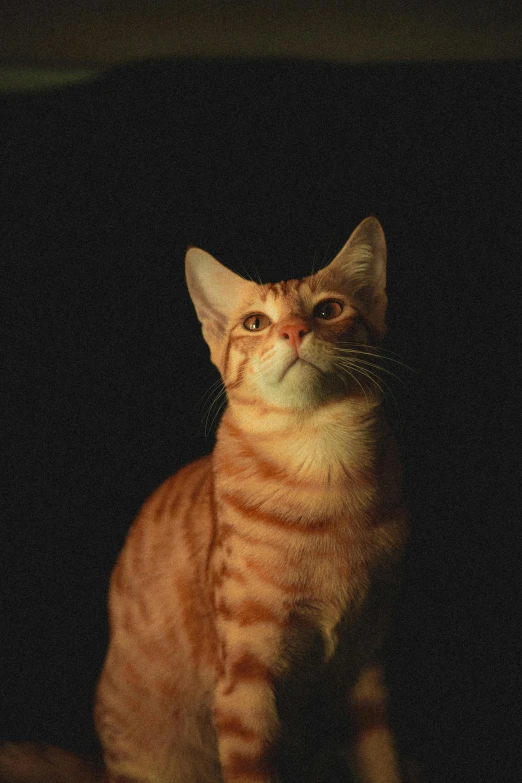 an orange cat looks up at the viewer