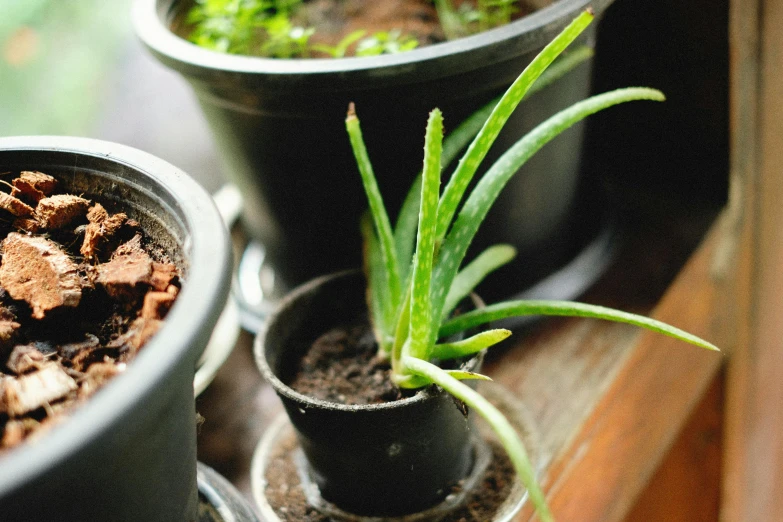 a plant is sitting in pots near other plants