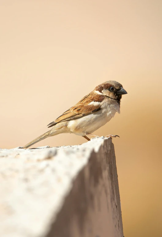 a little bird that is sitting on top of concrete