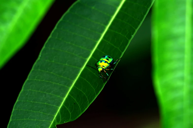 a yellow and green bug sitting on a green leaf