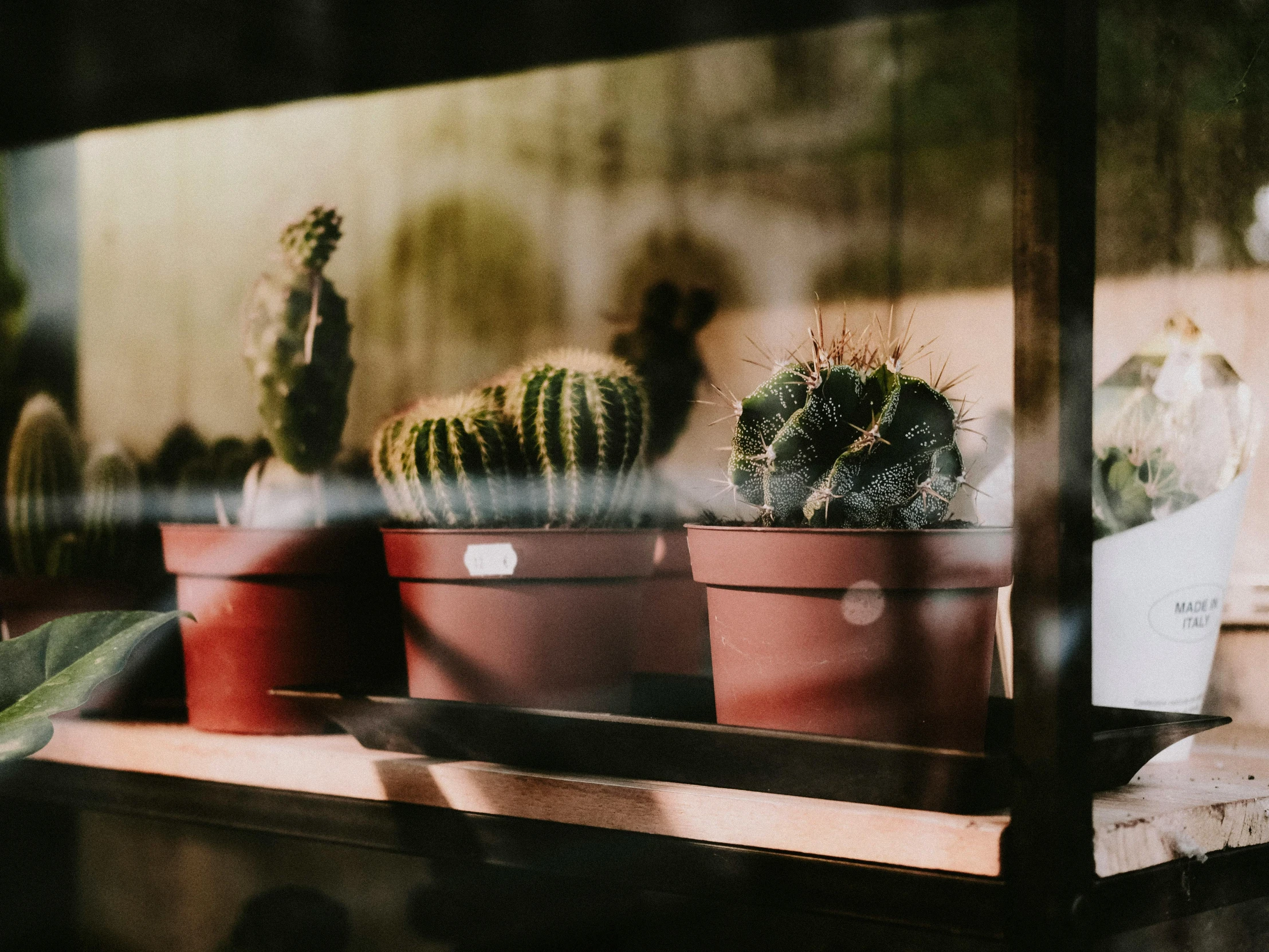cactuses on display in some flower pots in a window