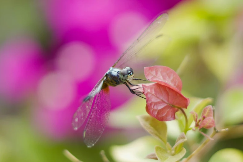 a blue and red dragon fly over some pink flowers