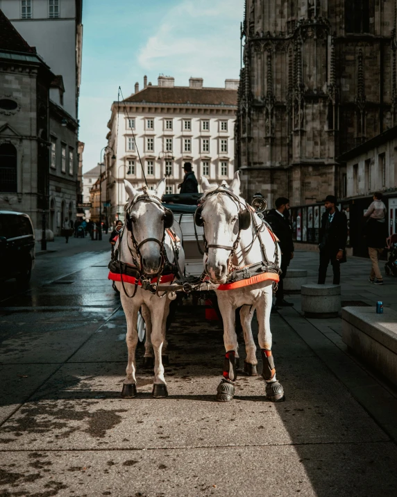 two white horses harnessed to a carriage