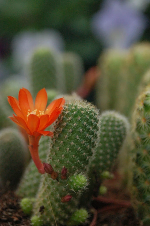 an orange flower on the end of a cactus