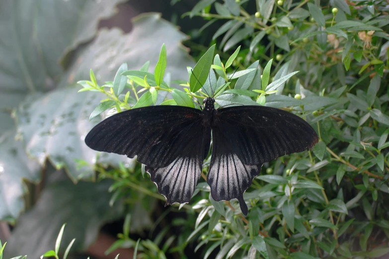 a black and white erfly sitting on a green bush