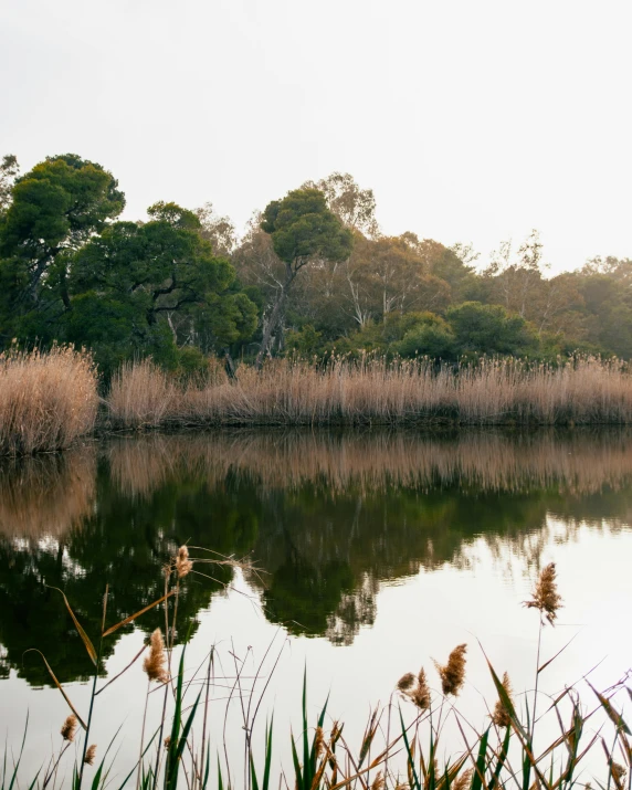 a body of water that is in front of some trees