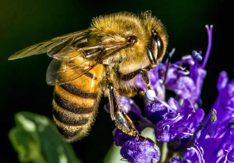 a bee is perched on a flower