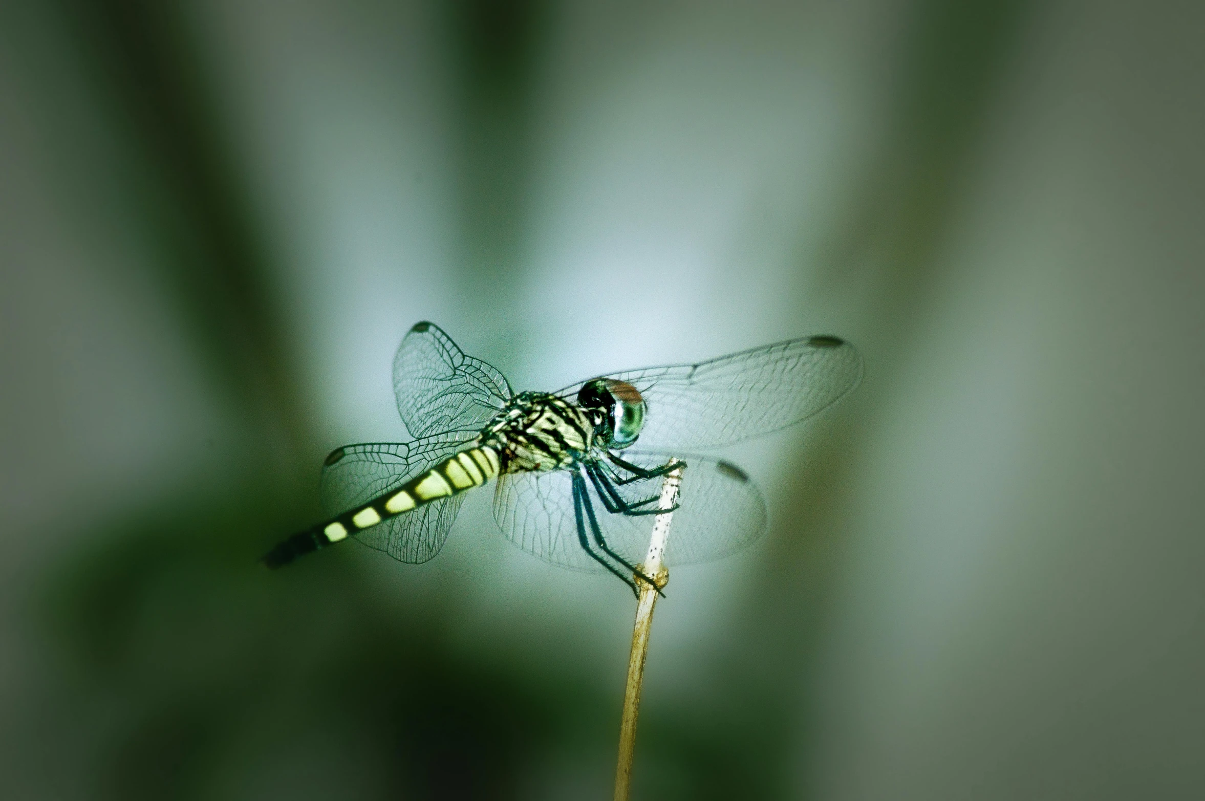 the insect is perched on top of the tall grass