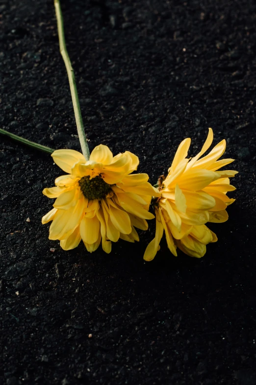 two yellow flowers on the ground by itself