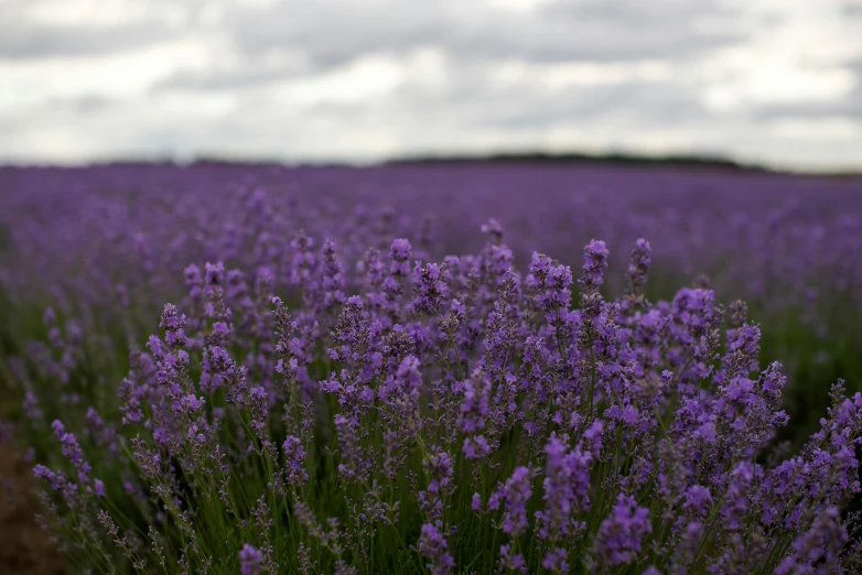 a field full of purple lavenders with an overcast sky