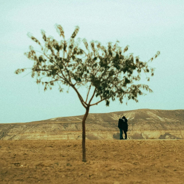 a lone tree growing in a deserted field