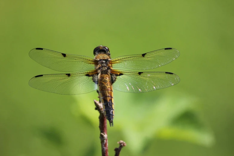 a small dragon fly sits on top of a leaf