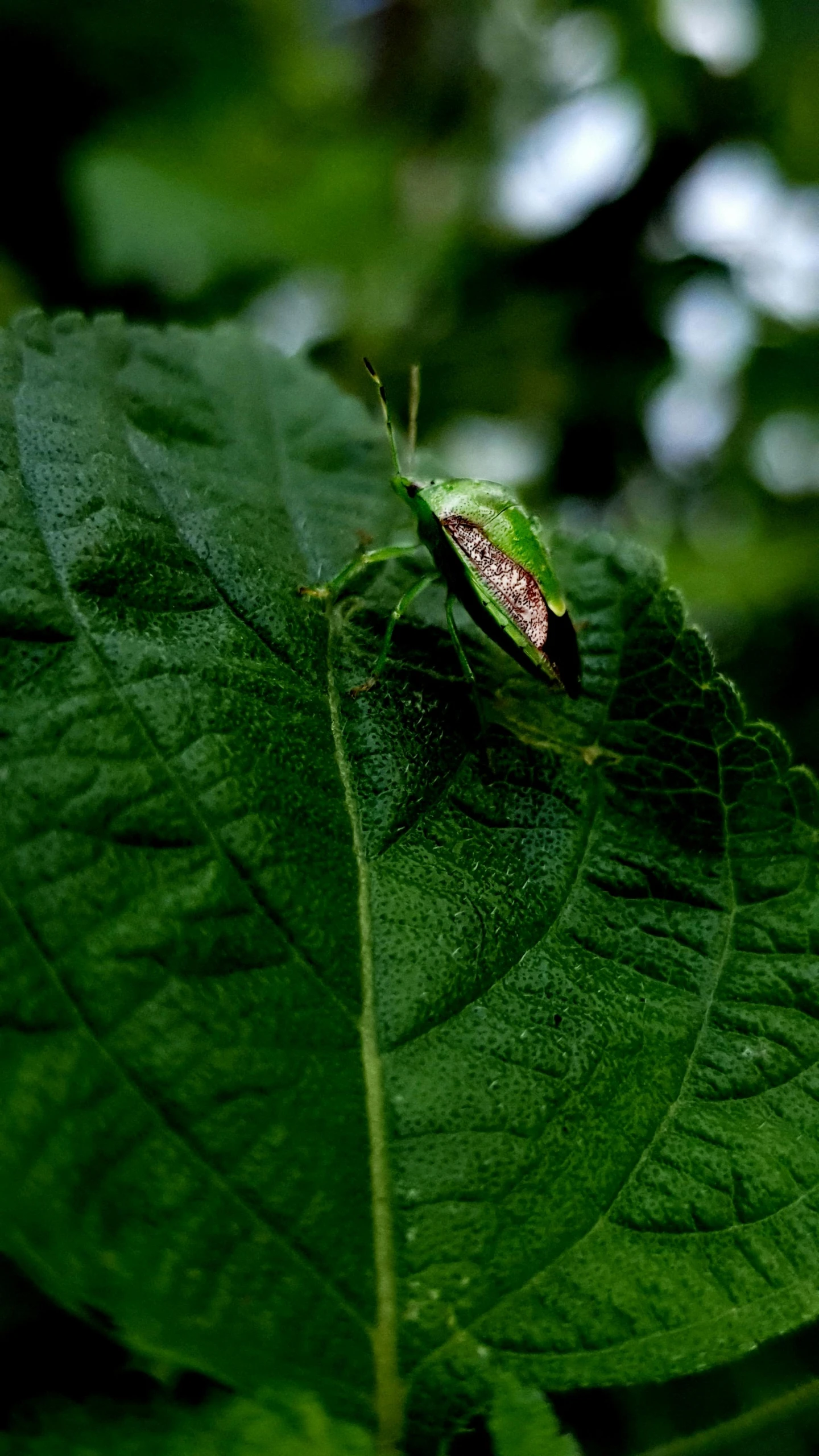 a leaf with some leaves and water on it