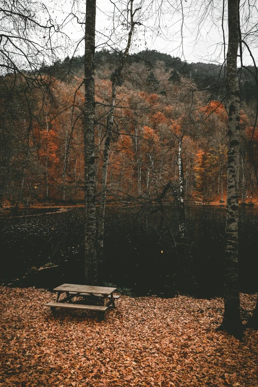 an empty bench in the middle of a forest