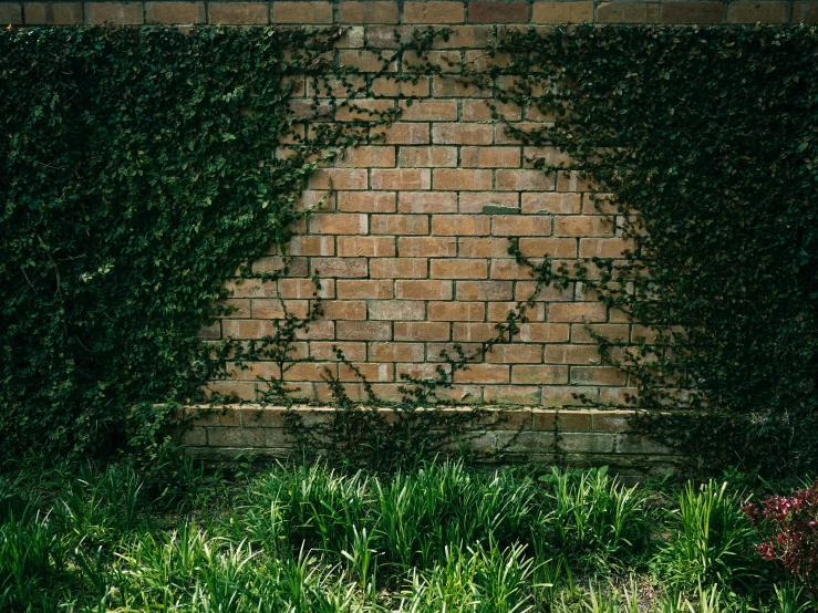 a brick wall covered in green ivys