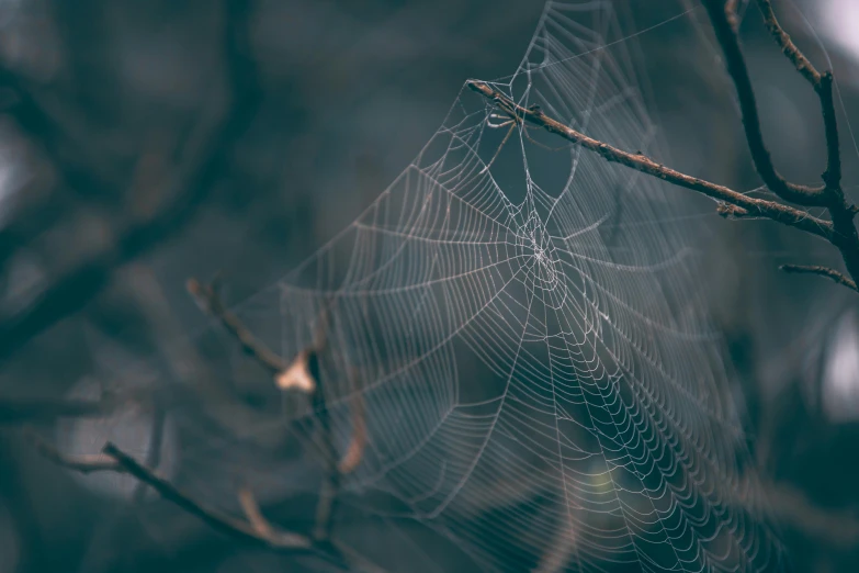 a spider's web caught in a tree on a fall day