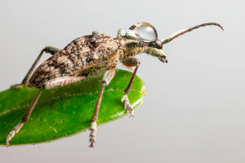 a bug sitting on top of a green leaf