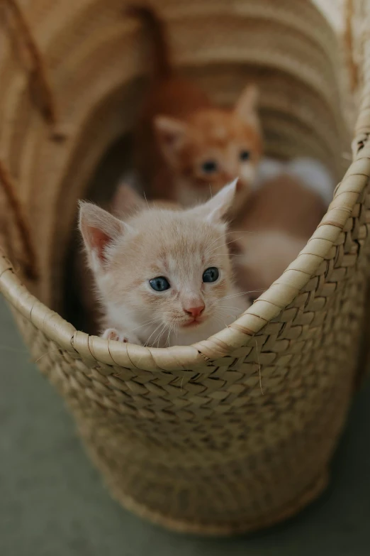 two cats laying in a basket on the ground